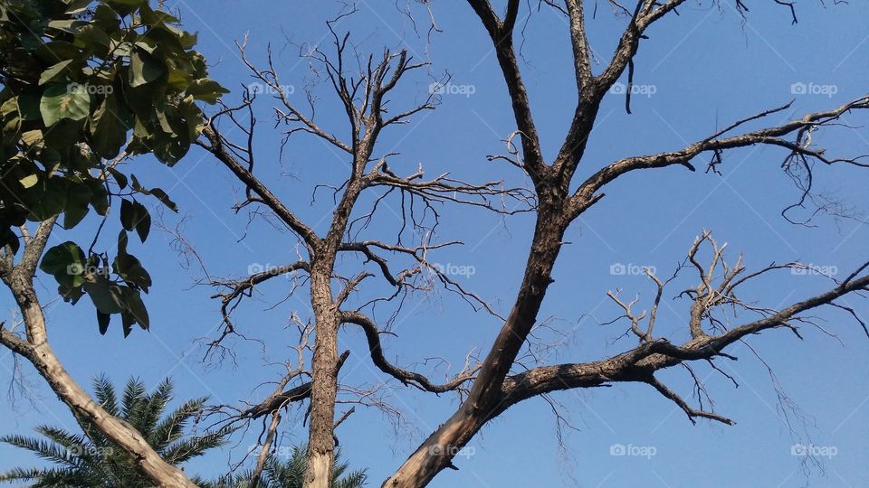 A dry tree in the jungle.