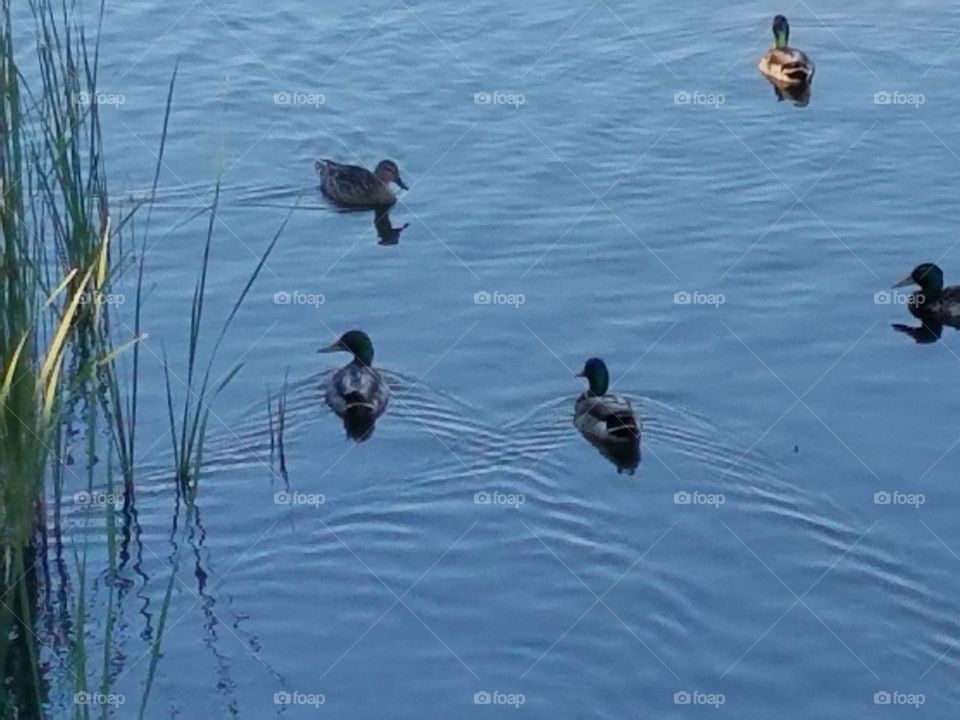 Water, Lake, Duck, Pool, Bird