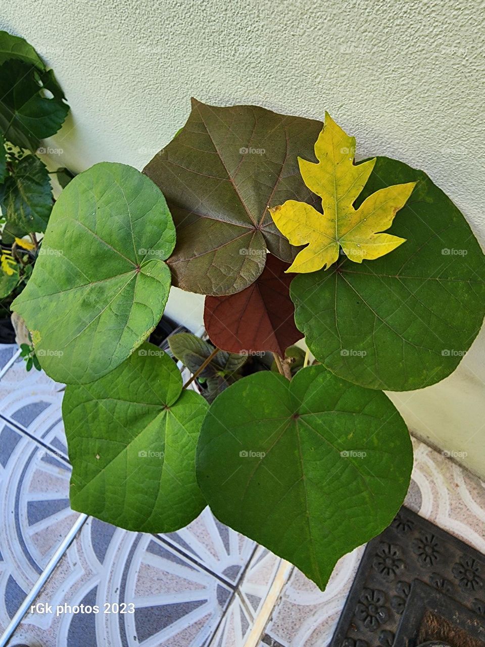 leaves with diversity