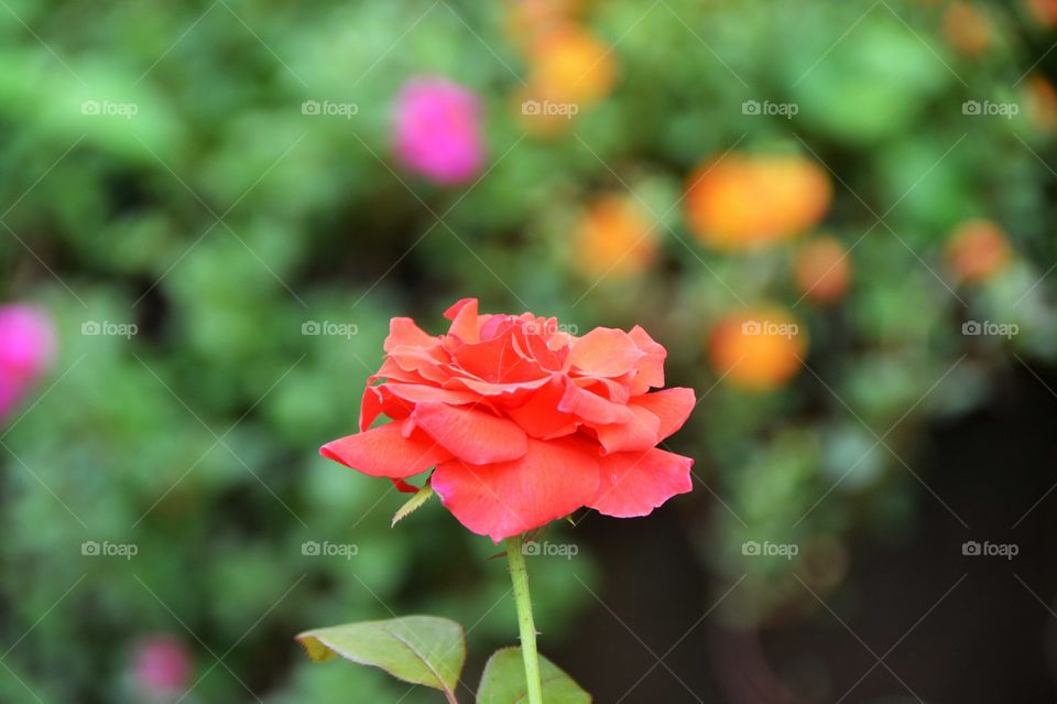 Orange rose  blur background
