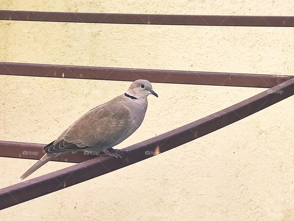 White winged turtledove