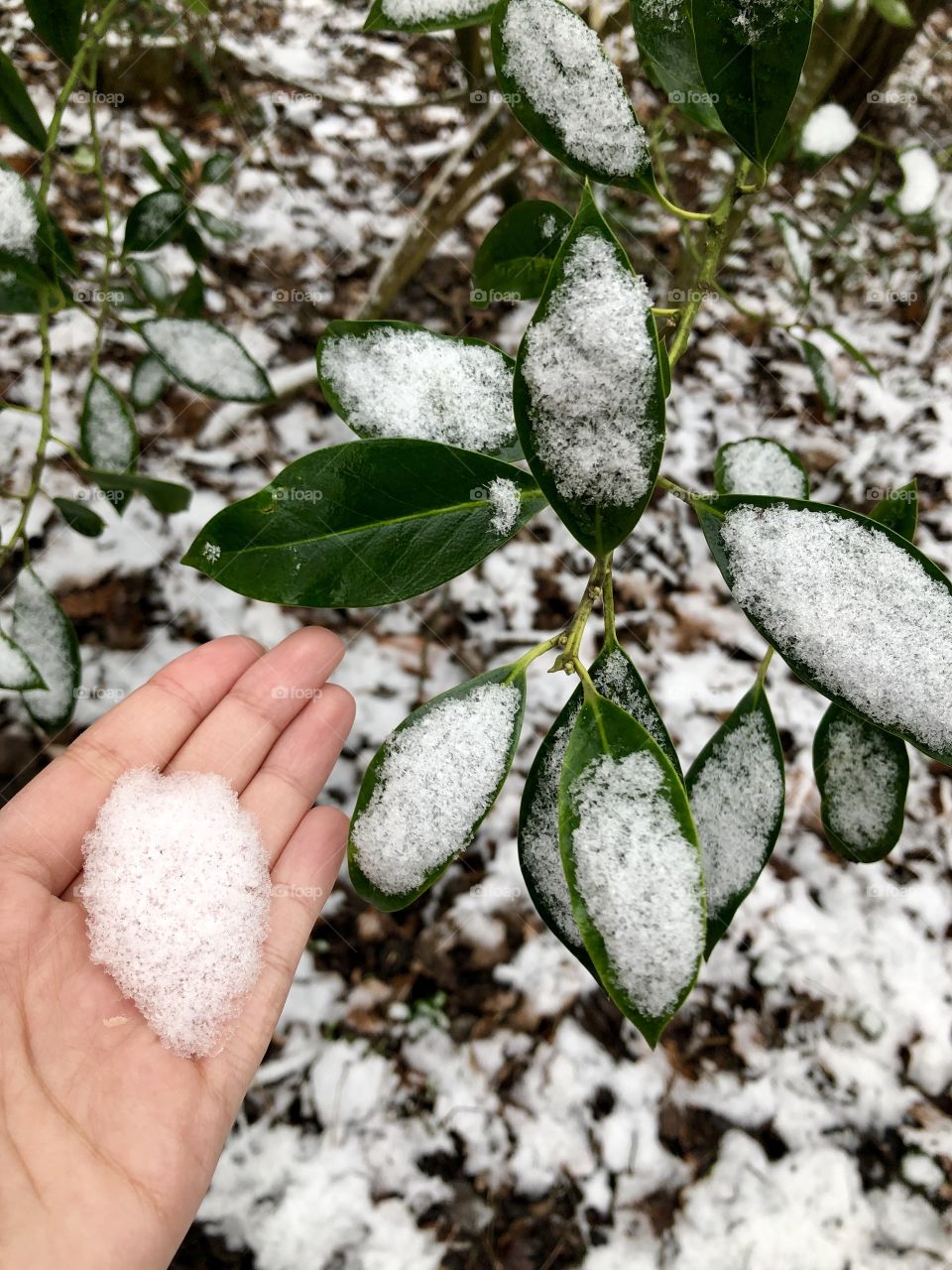 Snow on the leaves, nature in the command 