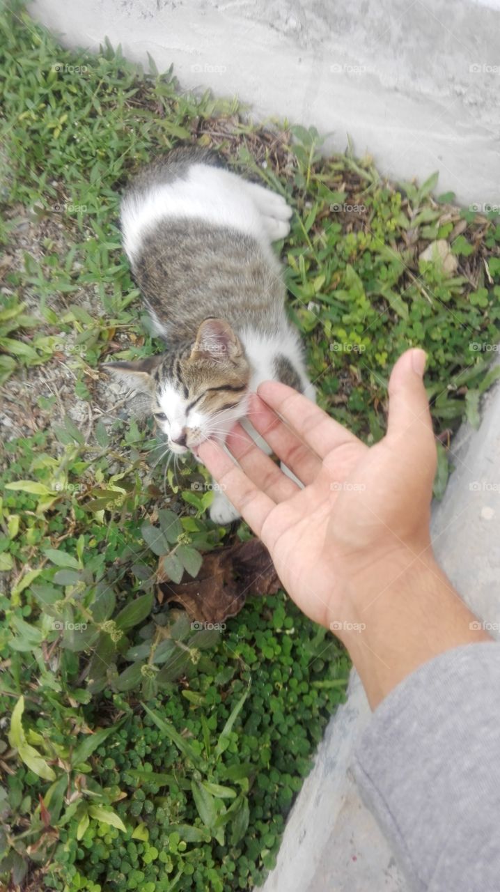 Play with pet