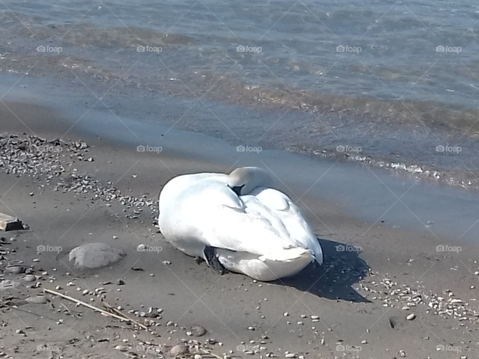 Swan sleeping