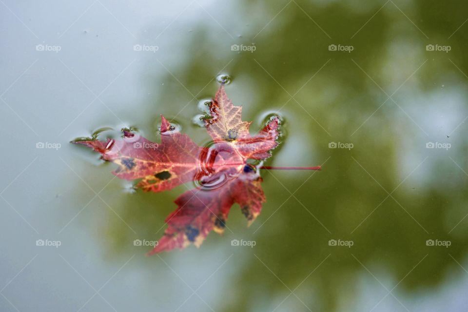Autumn Rain