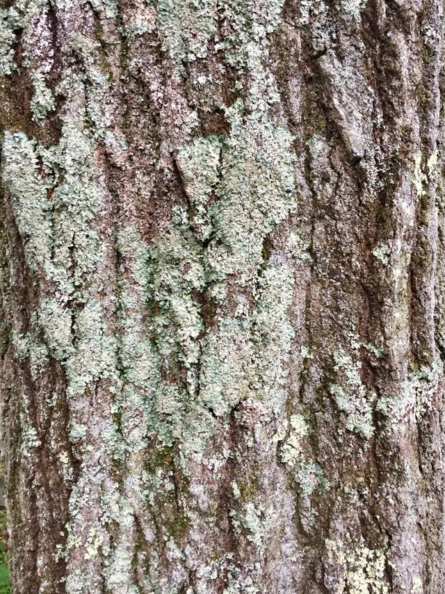 Tree with lichens 
Pennsylvania 