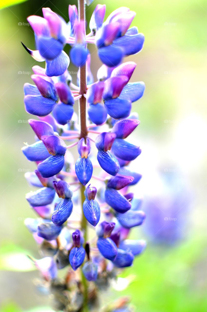 Close-up of a purple blue flowers