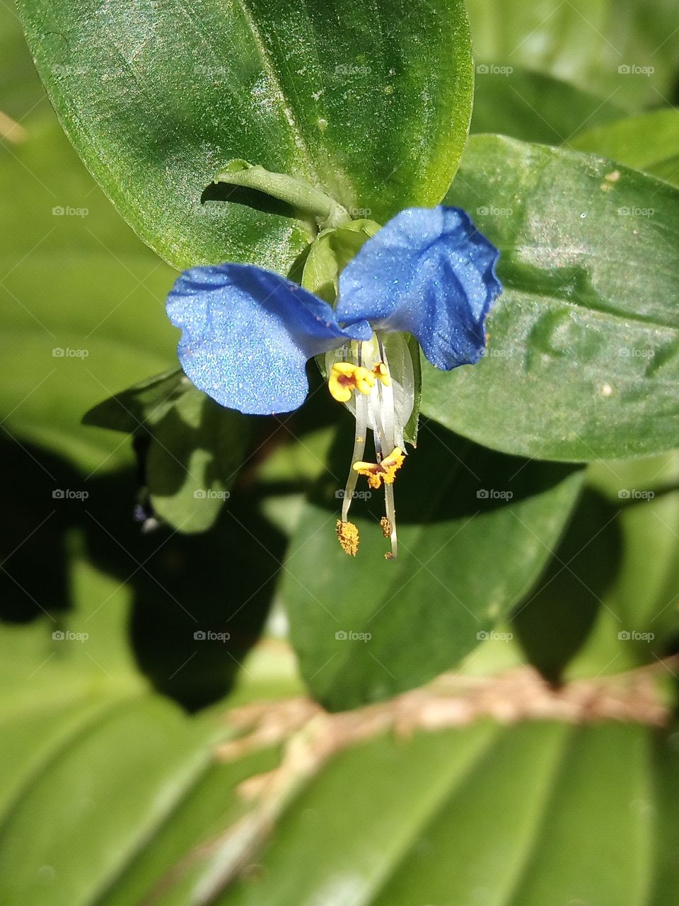 Blue flower