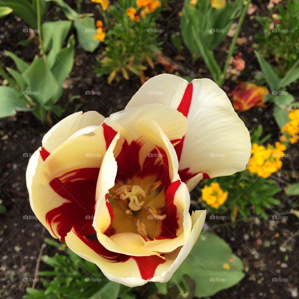 Beautiful tulip. Beautiful tulip 