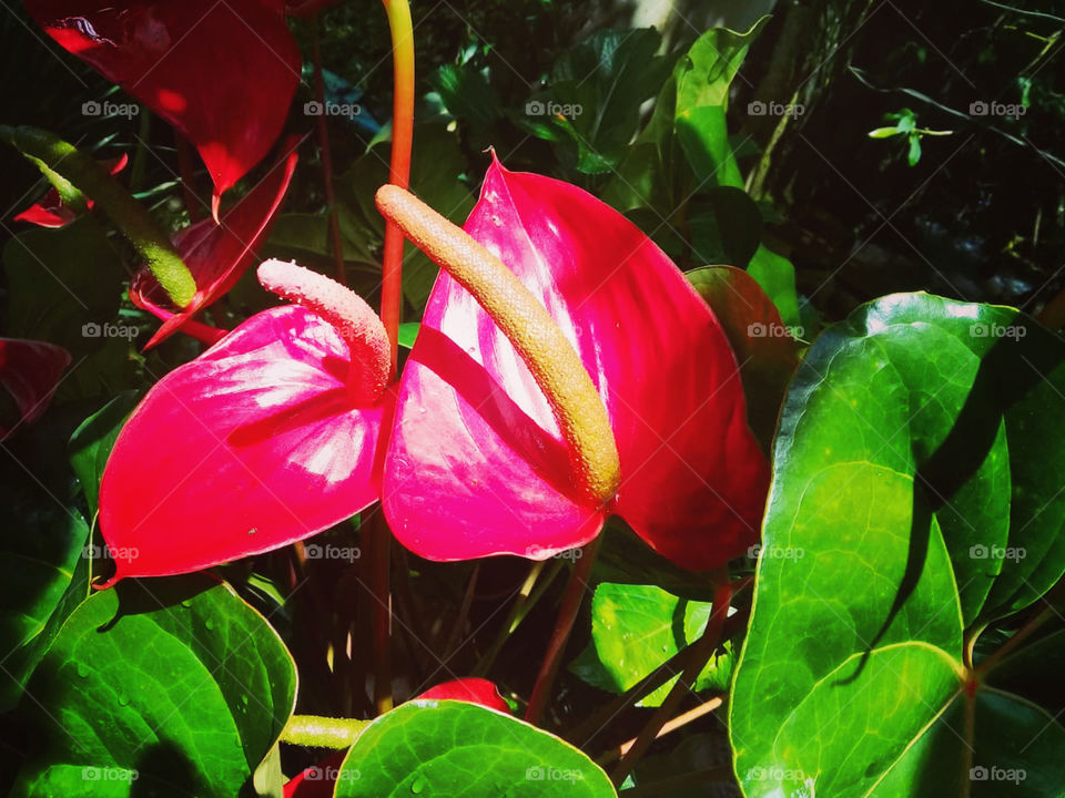 Flores muito bonitas, para alegrar e embelezar nosso dia.
Que cores tão belas são essas?
Jardinagem é um ótimo passatempo!
