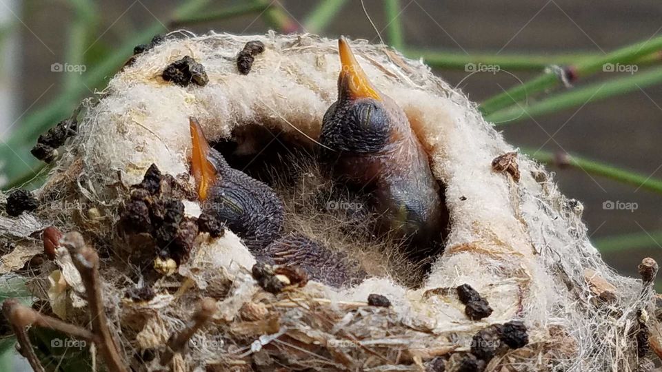 Baby hummingbirds in the nest