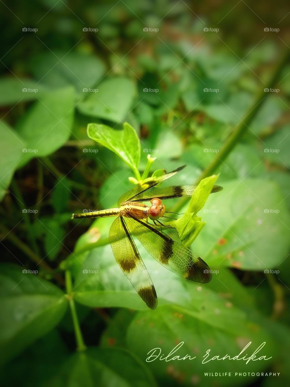 dragonfly in sri lanka