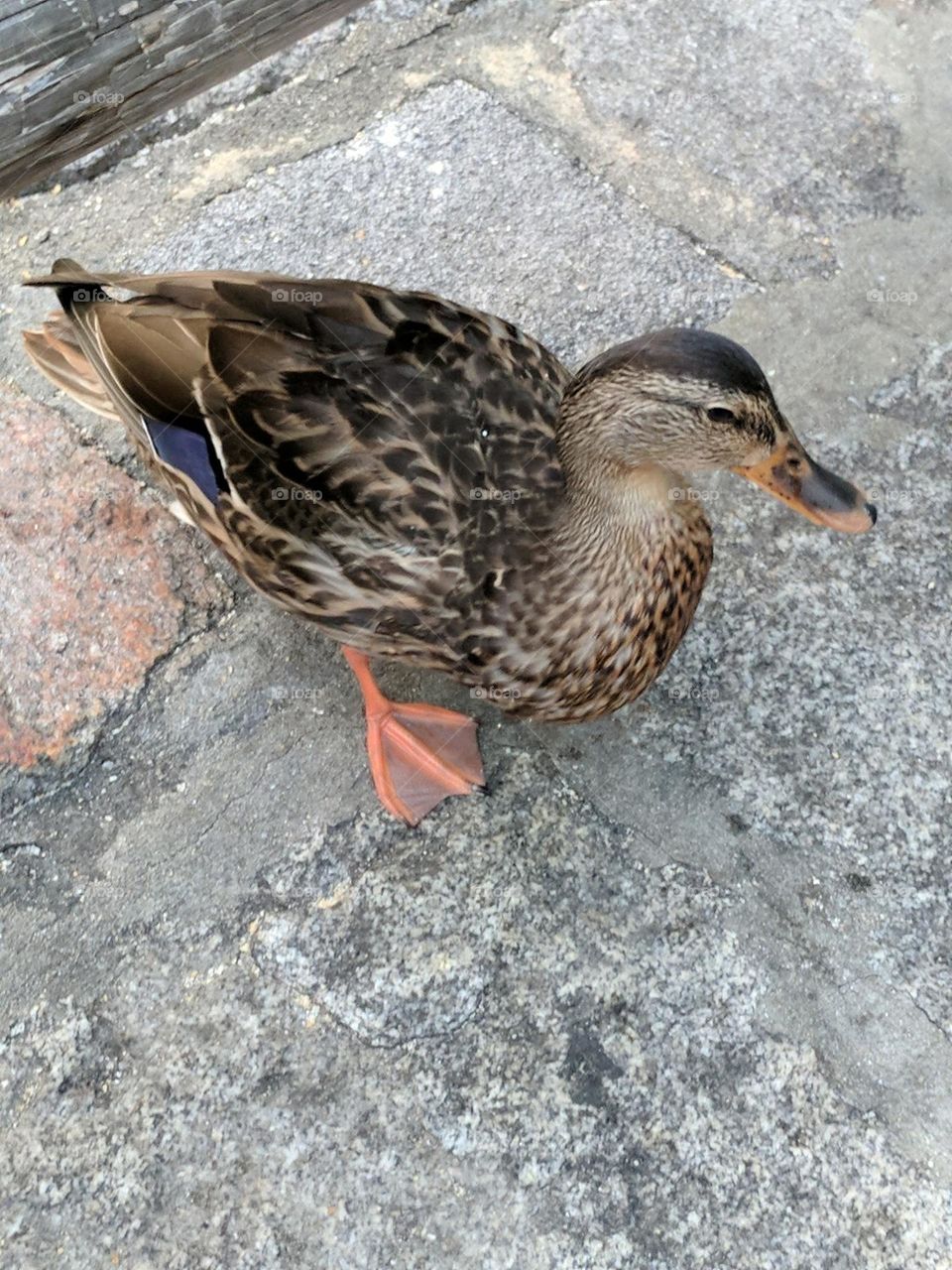 Friendly Duck