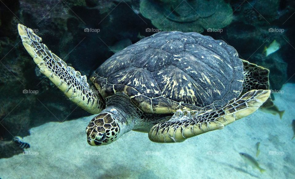Close-up of sea turtle