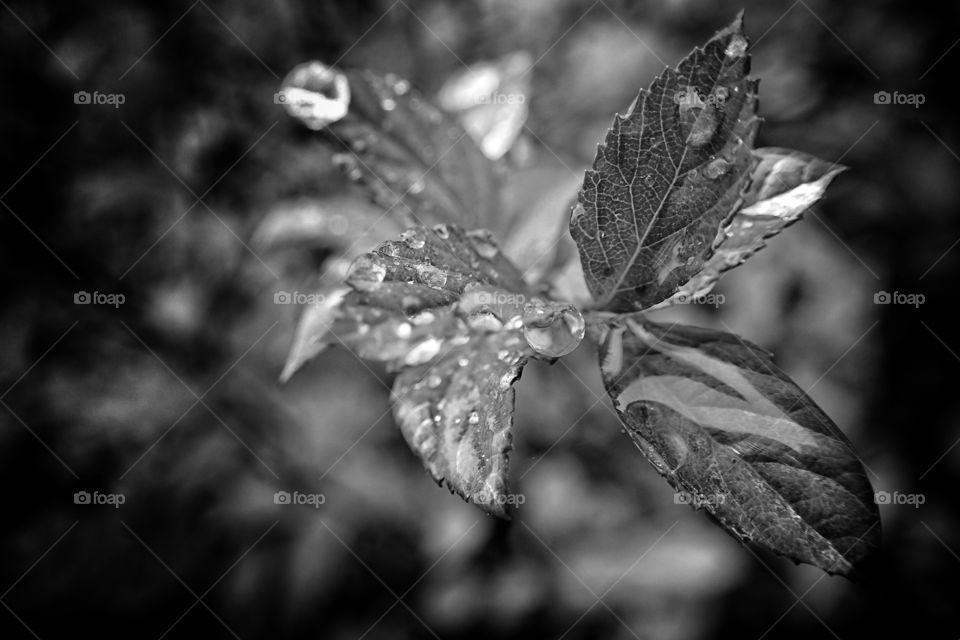 Teardrops on leaves