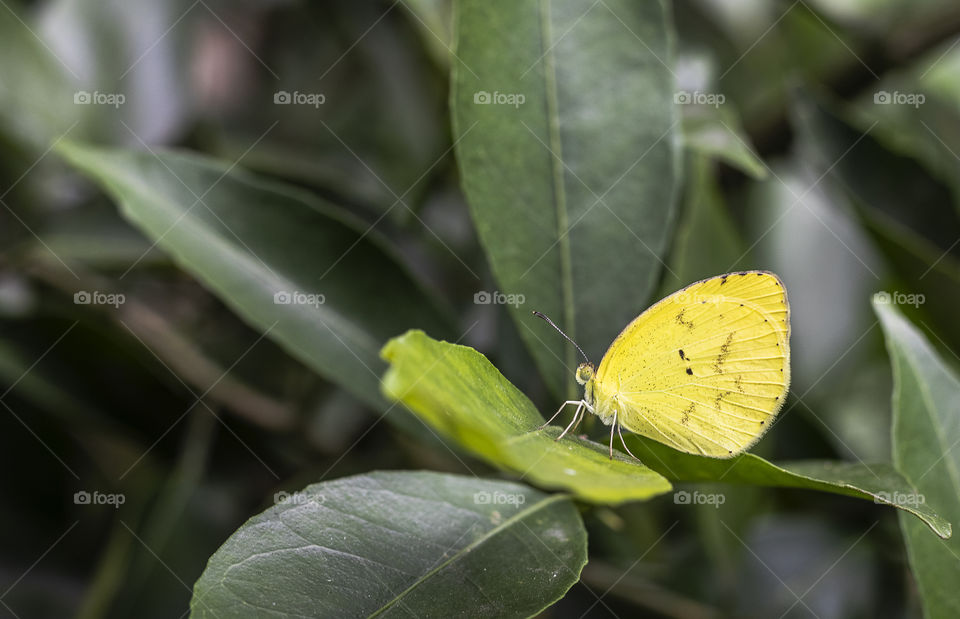 Butterfly resting on a leaf