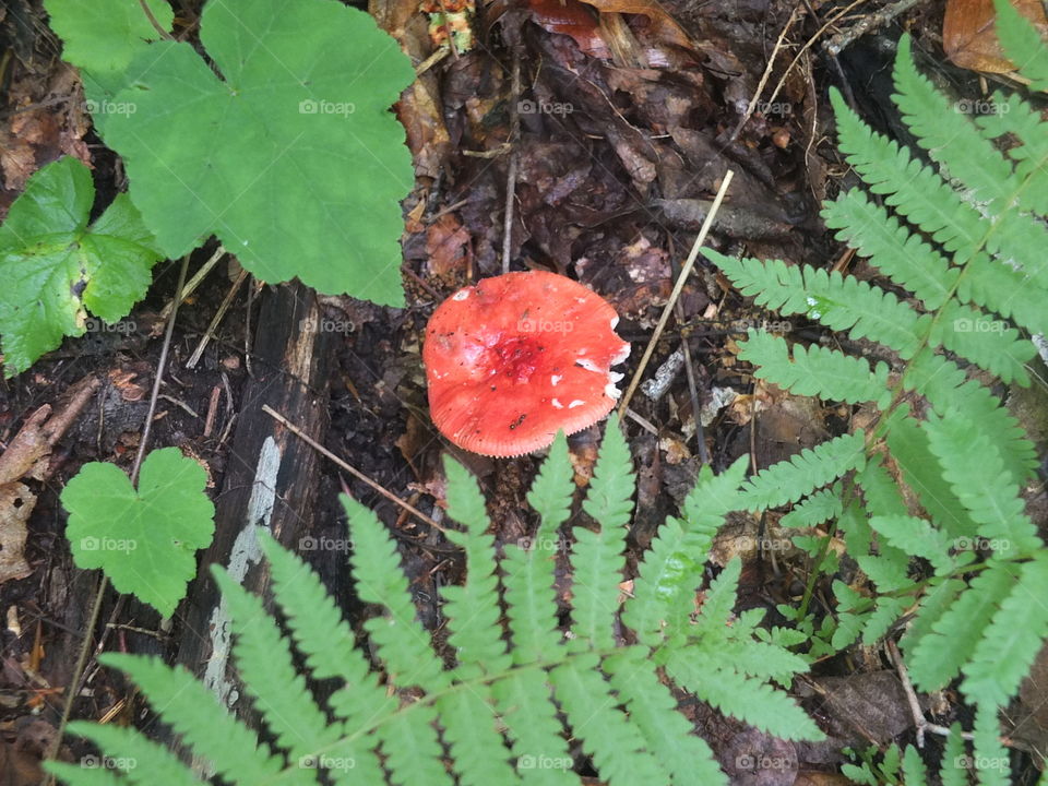 mushroom 💘