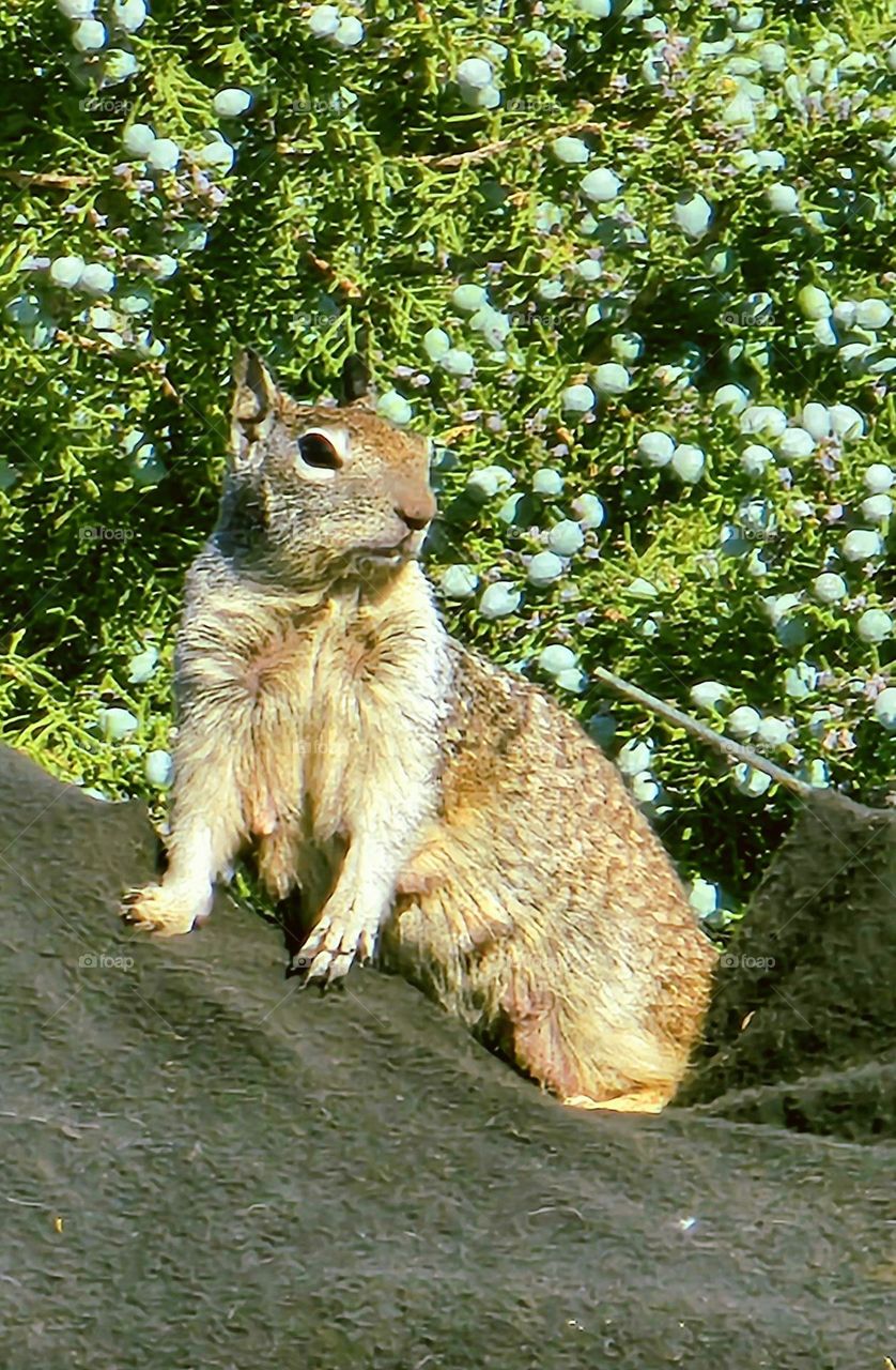 squirrel