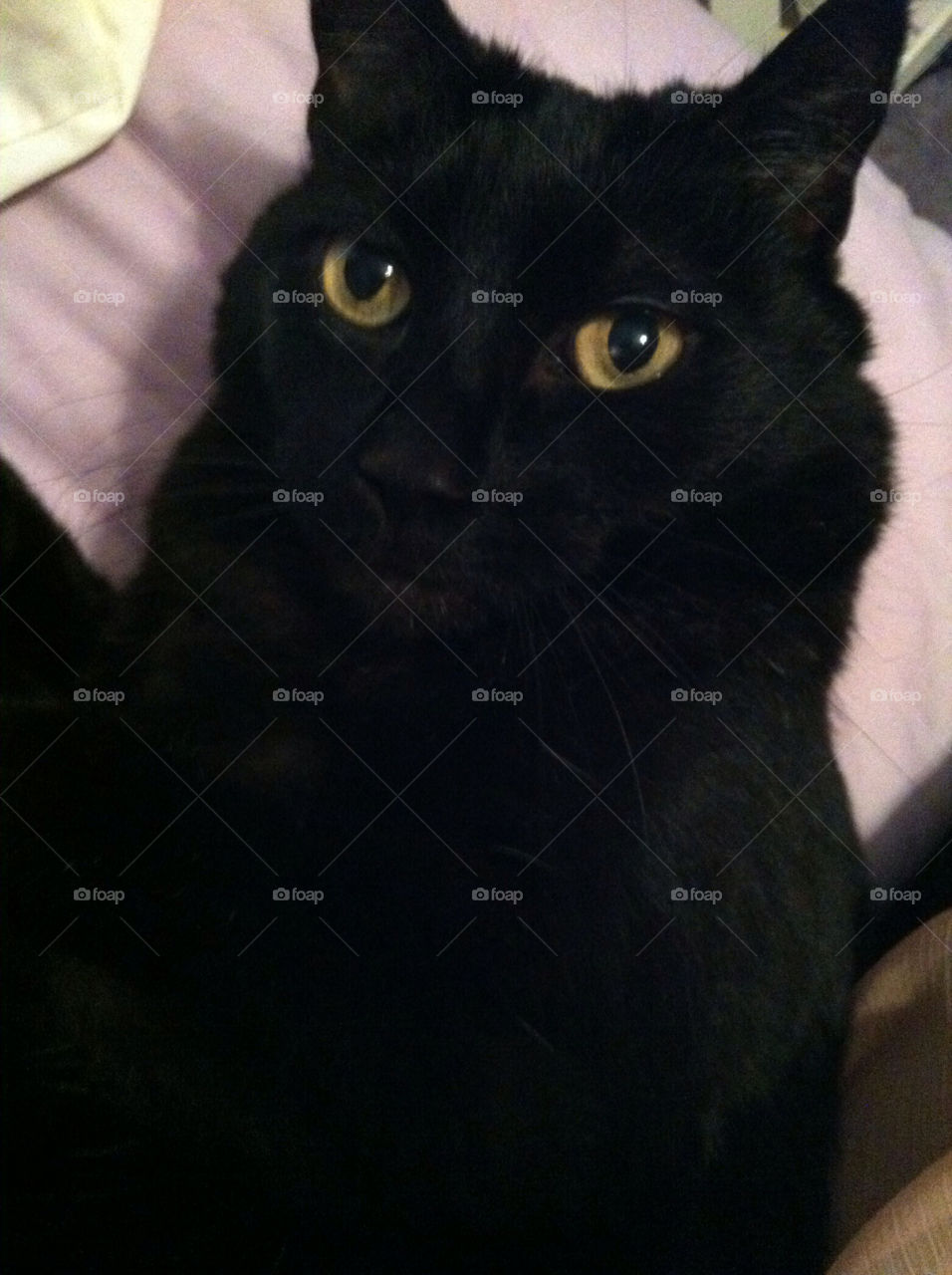 black cat salem by spenser5or12