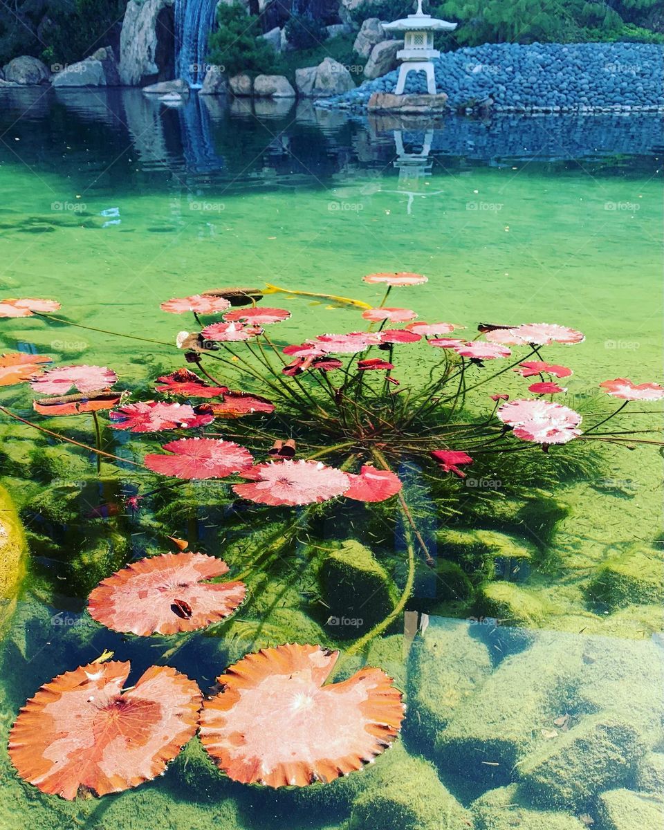 Beautiful pond at a garden 