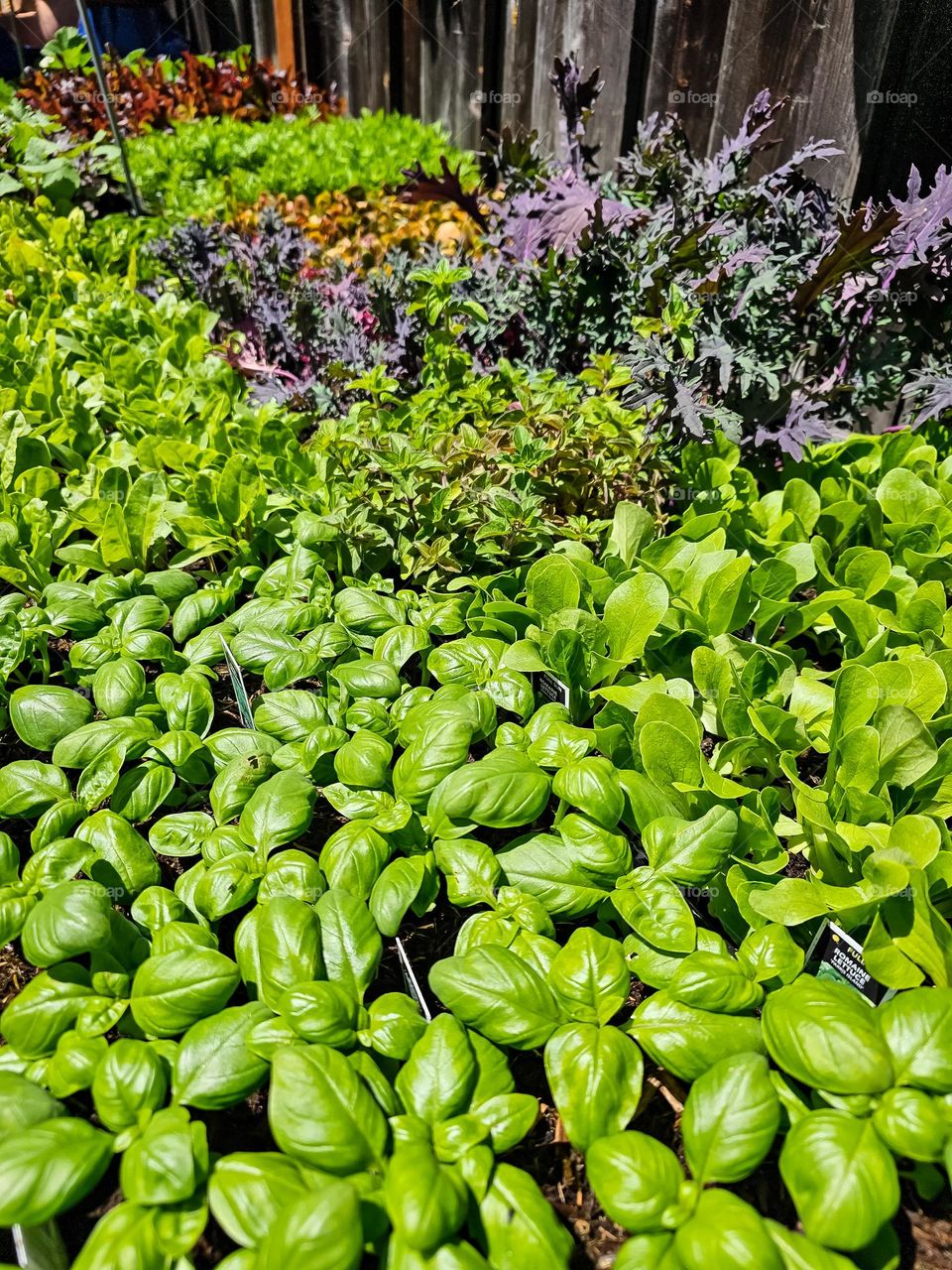 Beautiful baby basil plants and other seedlings growing and thriving in a garden nursery waiting for a loving garden to be planted in