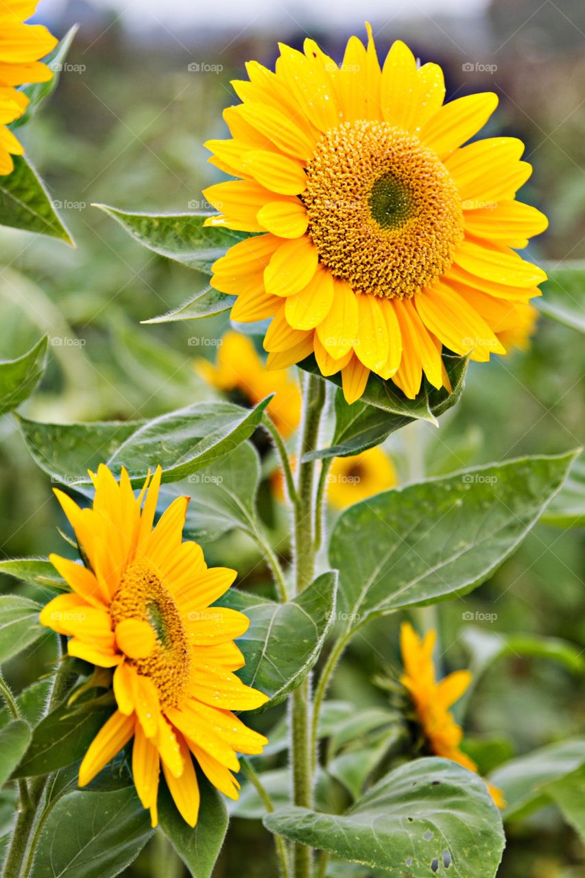 Sunflowers in field 