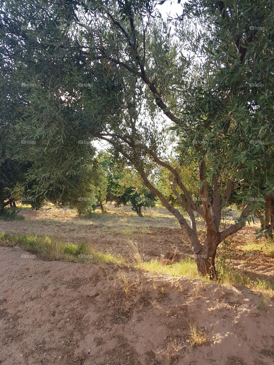 olivetrees in tunesia