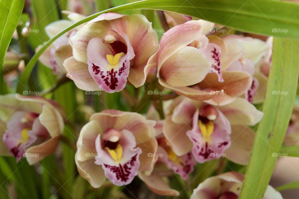 Orchidee