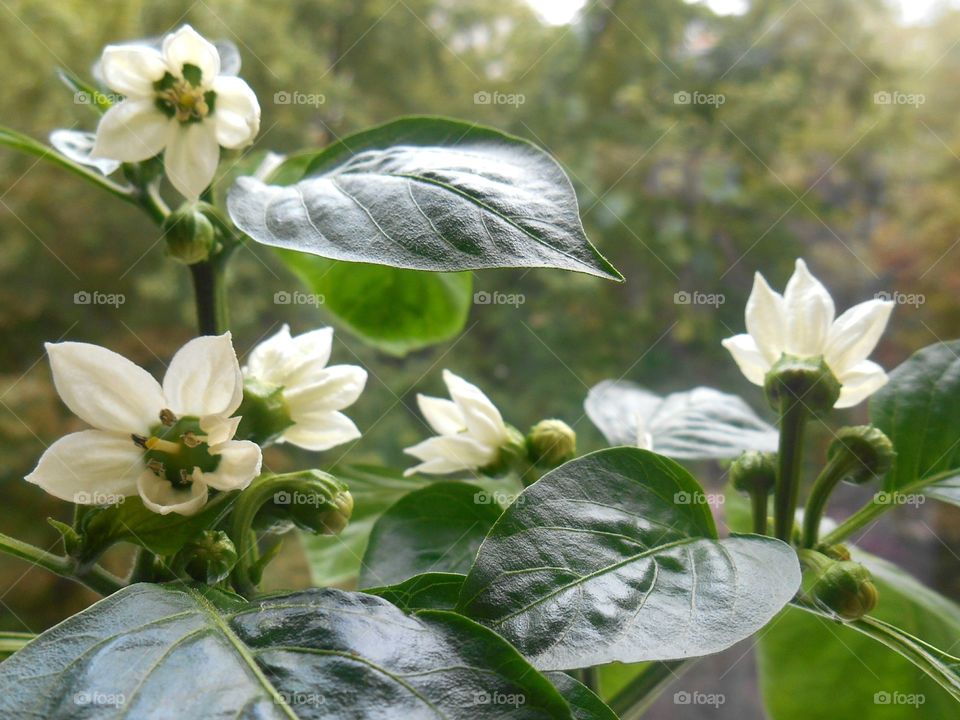 Flower, Nature, Leaf, Flora, Summer