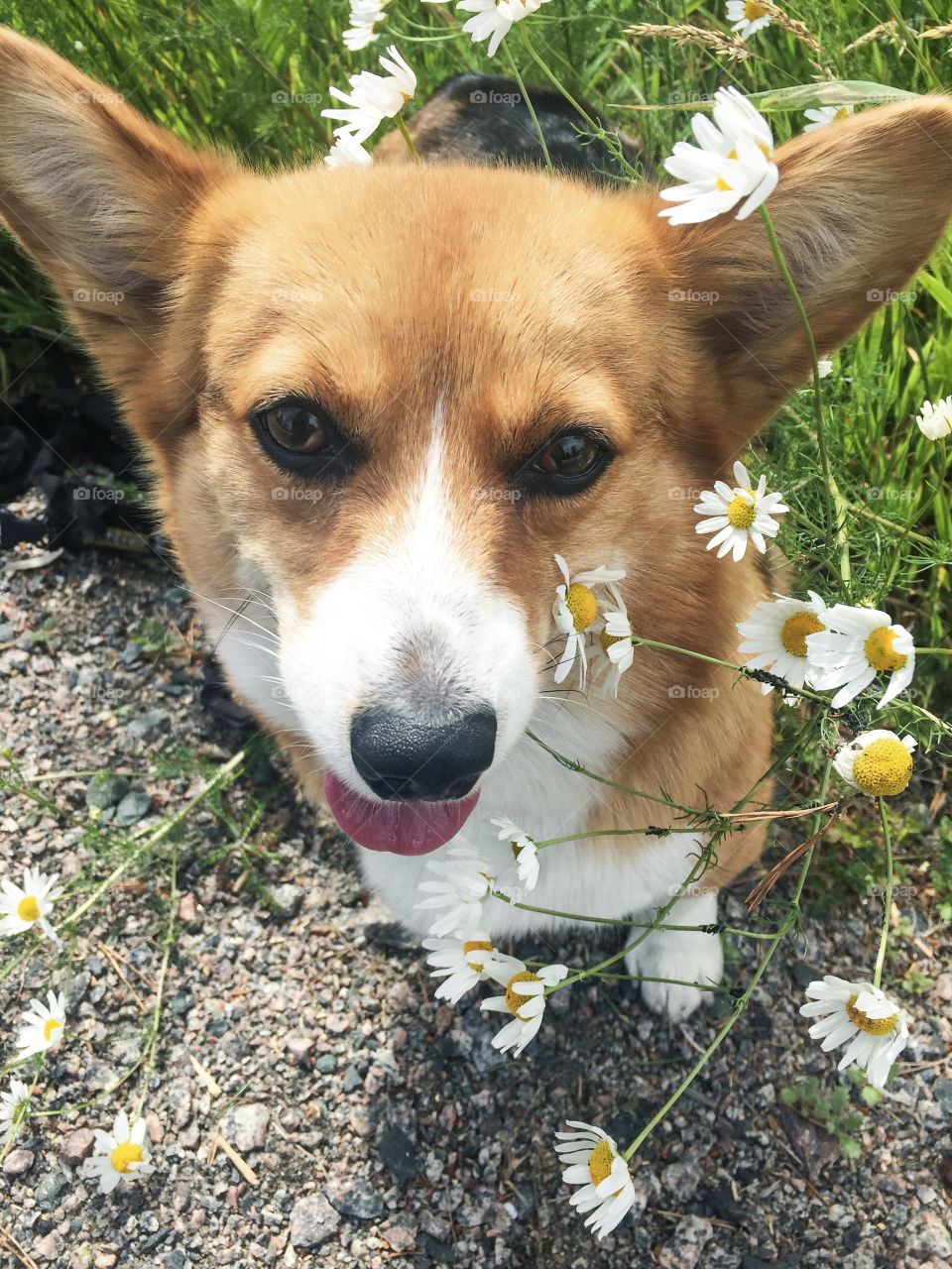 Adorable corgi face