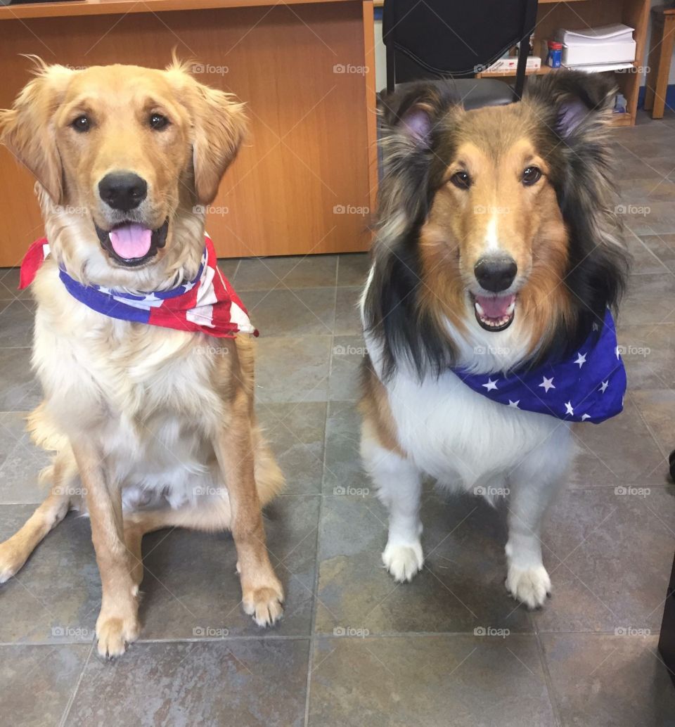Patriotic pups