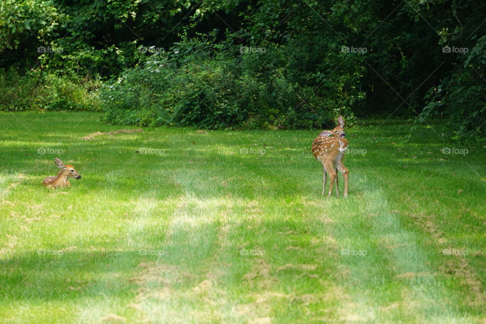A deer licks itself. 