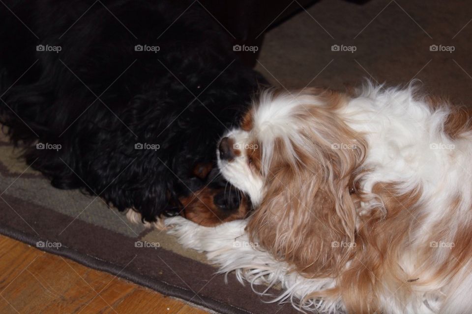 Cavalier Love