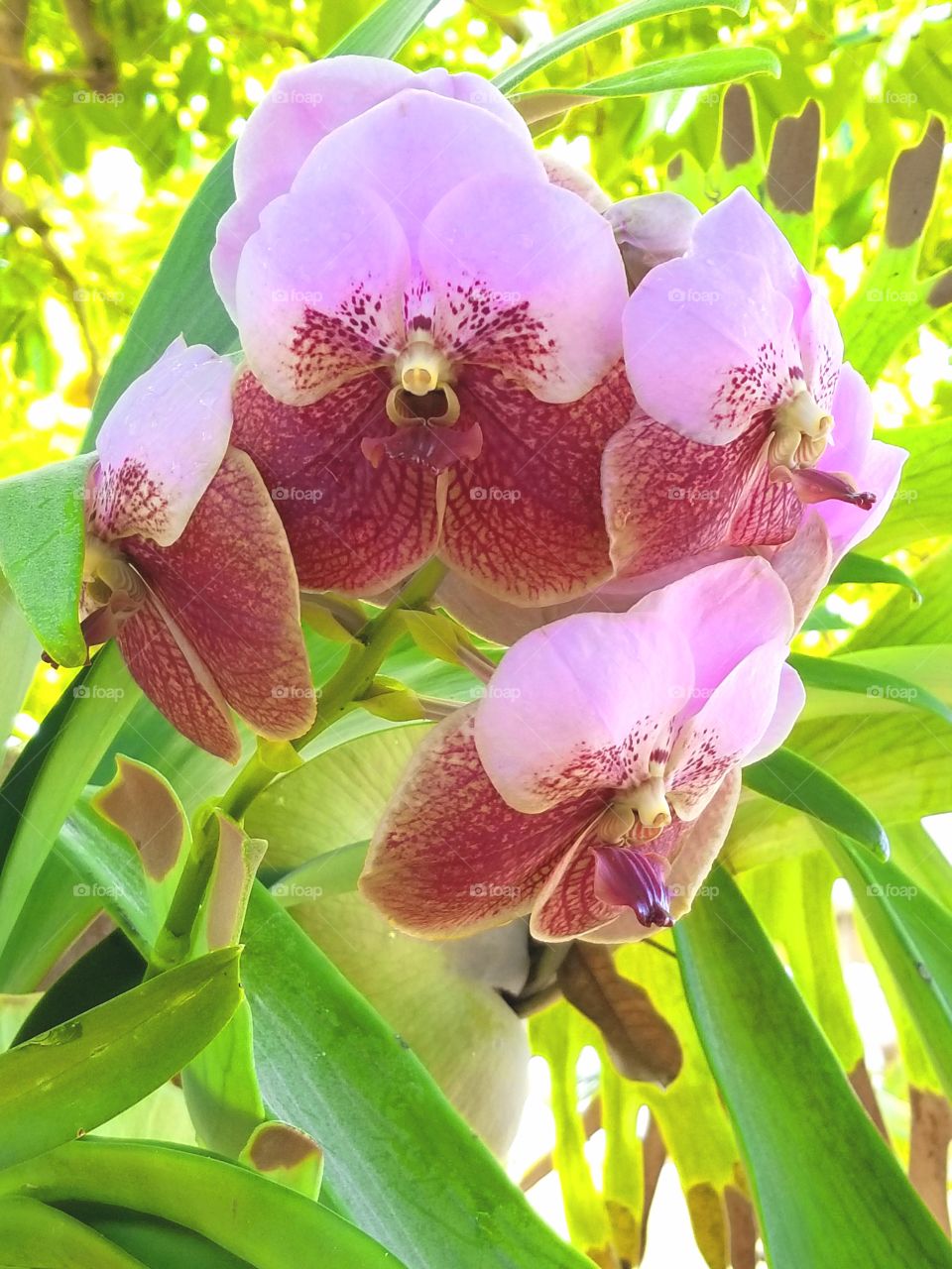 Orchid Cluster