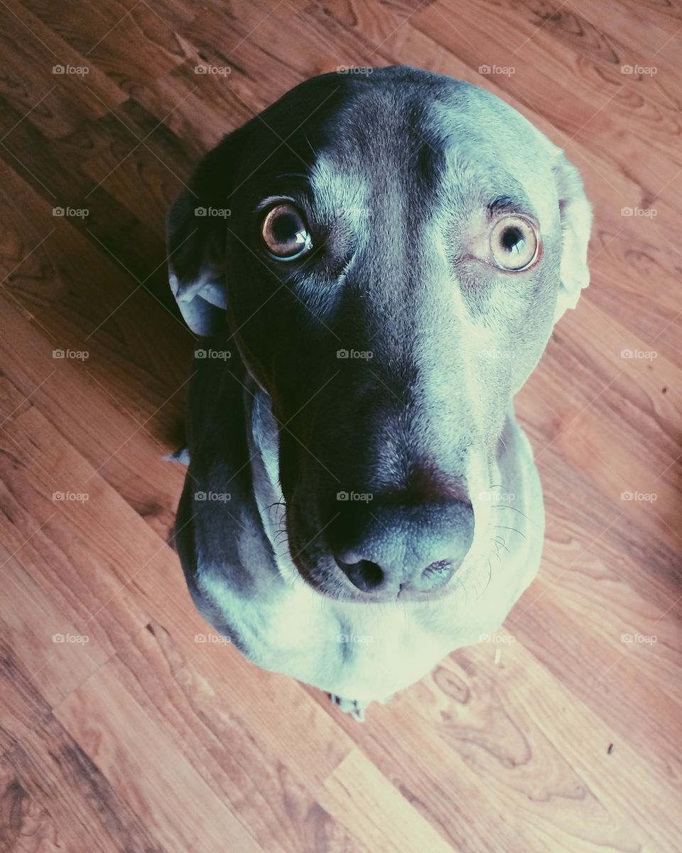 Shameful Weimaraner 