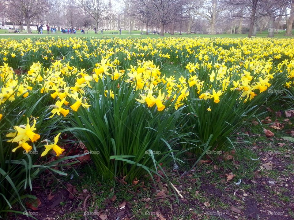 Yellow daffodils in field