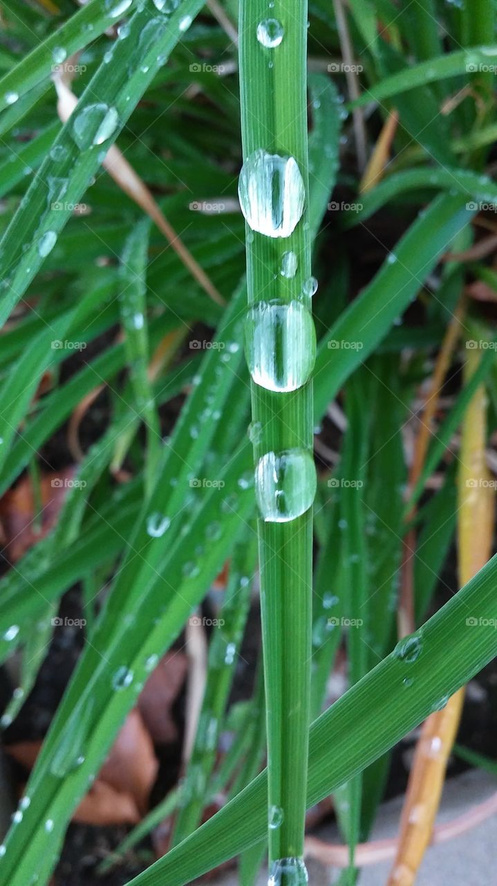 three drops of water