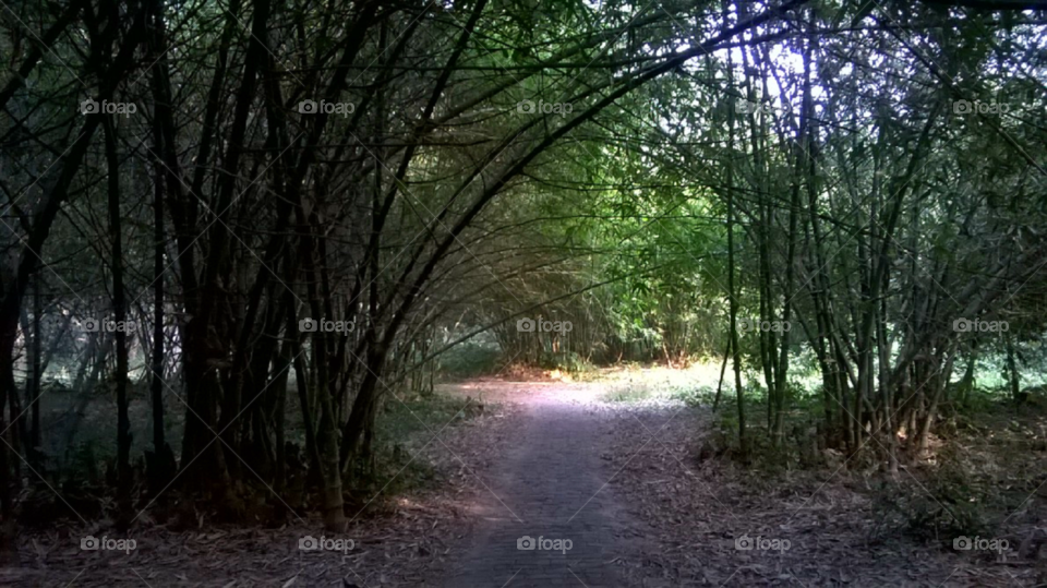 BAMBOO FOREST