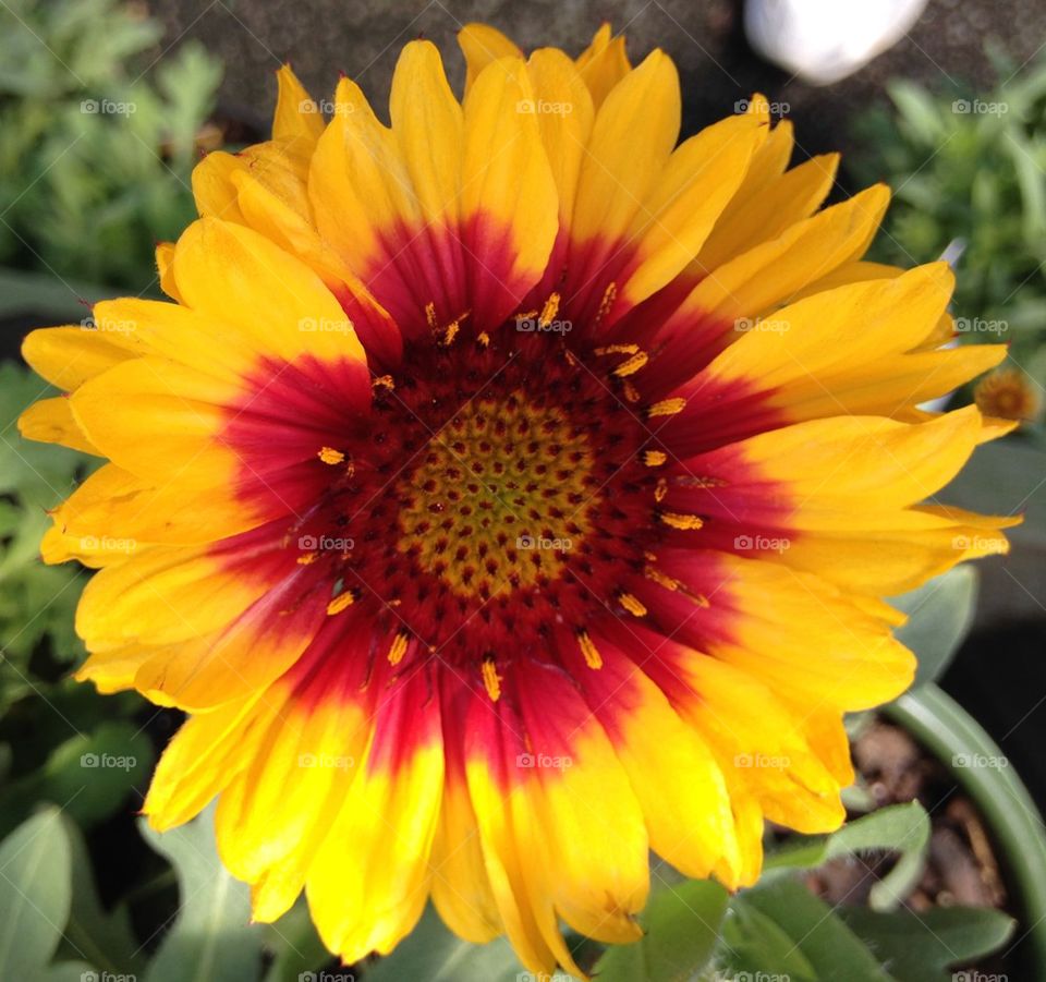 Directly above view of yellow gerber daisy