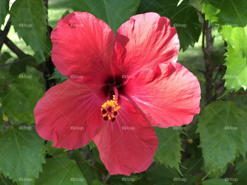 Hibiscus