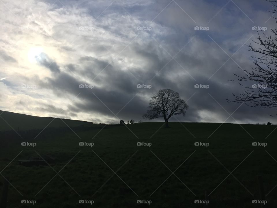 Tree against a brooding sky 