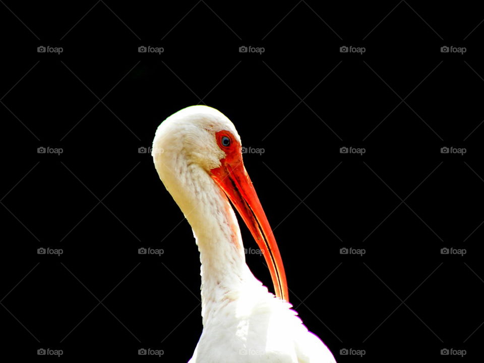 Close-up of a hilton