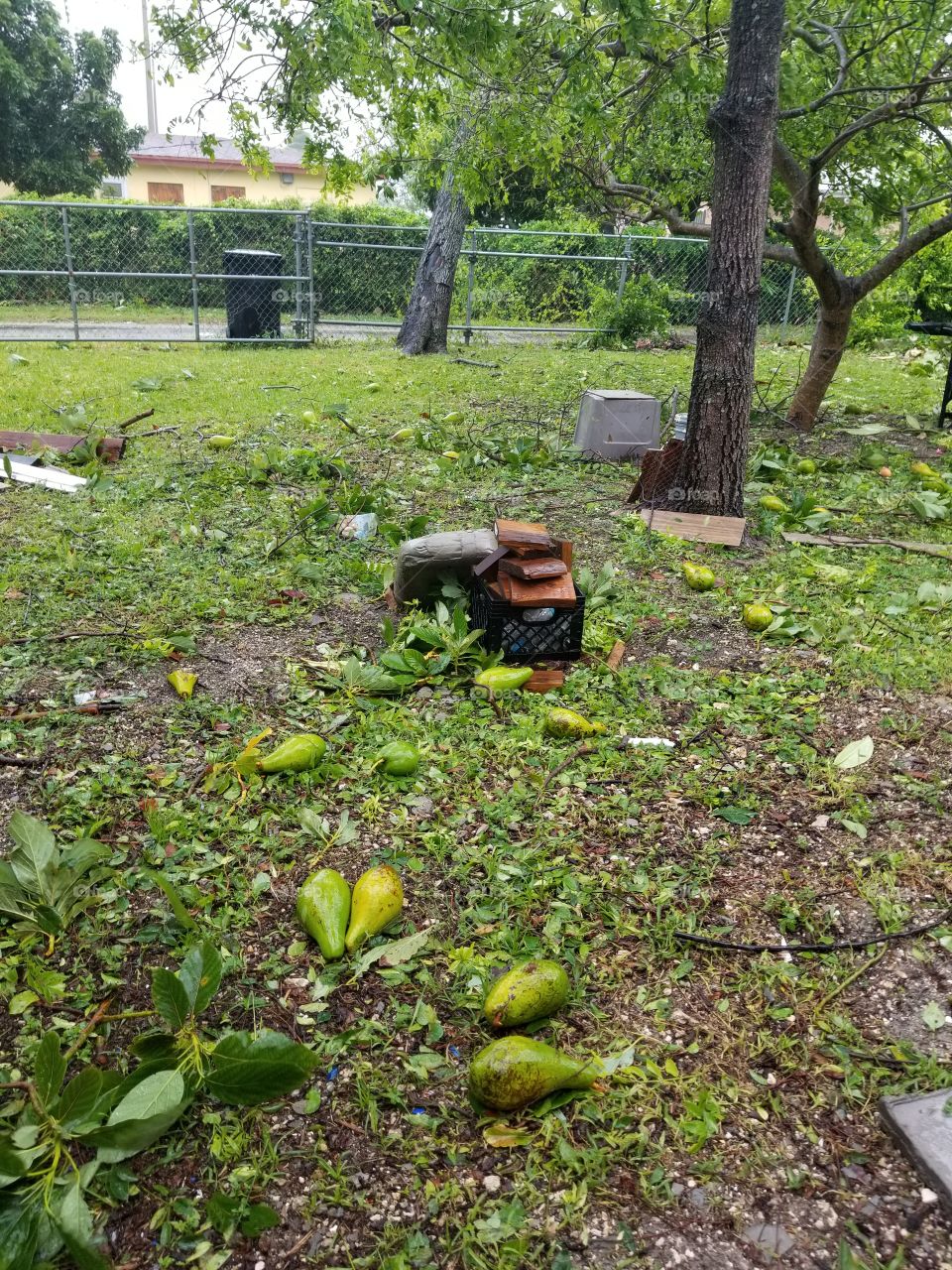 irma avocado rain
