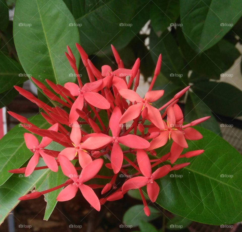 beautiful red flower
