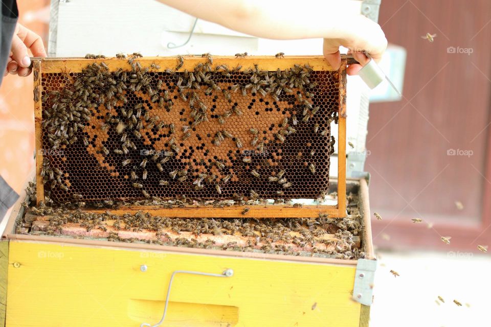 Birds& Bees- Nature in Motion