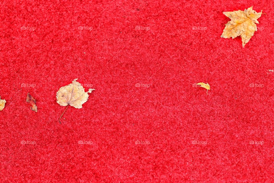 Three autumn leaves lie on a red background