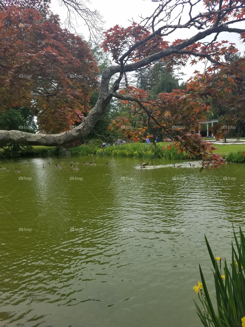 Water, No Person, Nature, Lake, Tree