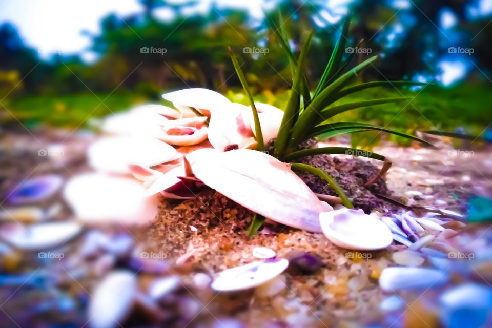 Small beautifull plant on seashore