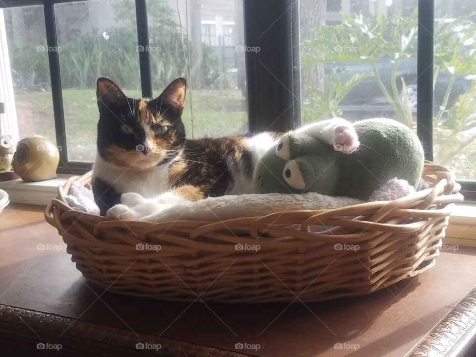 Snuggling with a Furry Friend