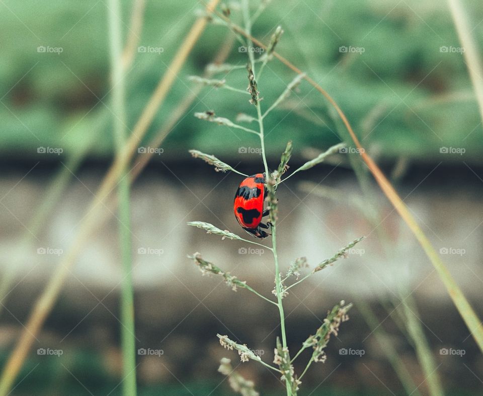 red lady bug